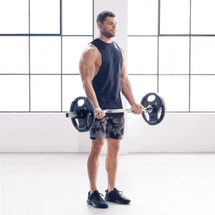 Animation of a man doing a standing barbell biceps curl, lifting the bar from his thighs to his shoulders and lowering it