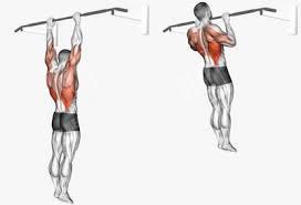 Illustration of a pull-up seen from behind, hanging from the bar, then pulled up, back muscles highlighted