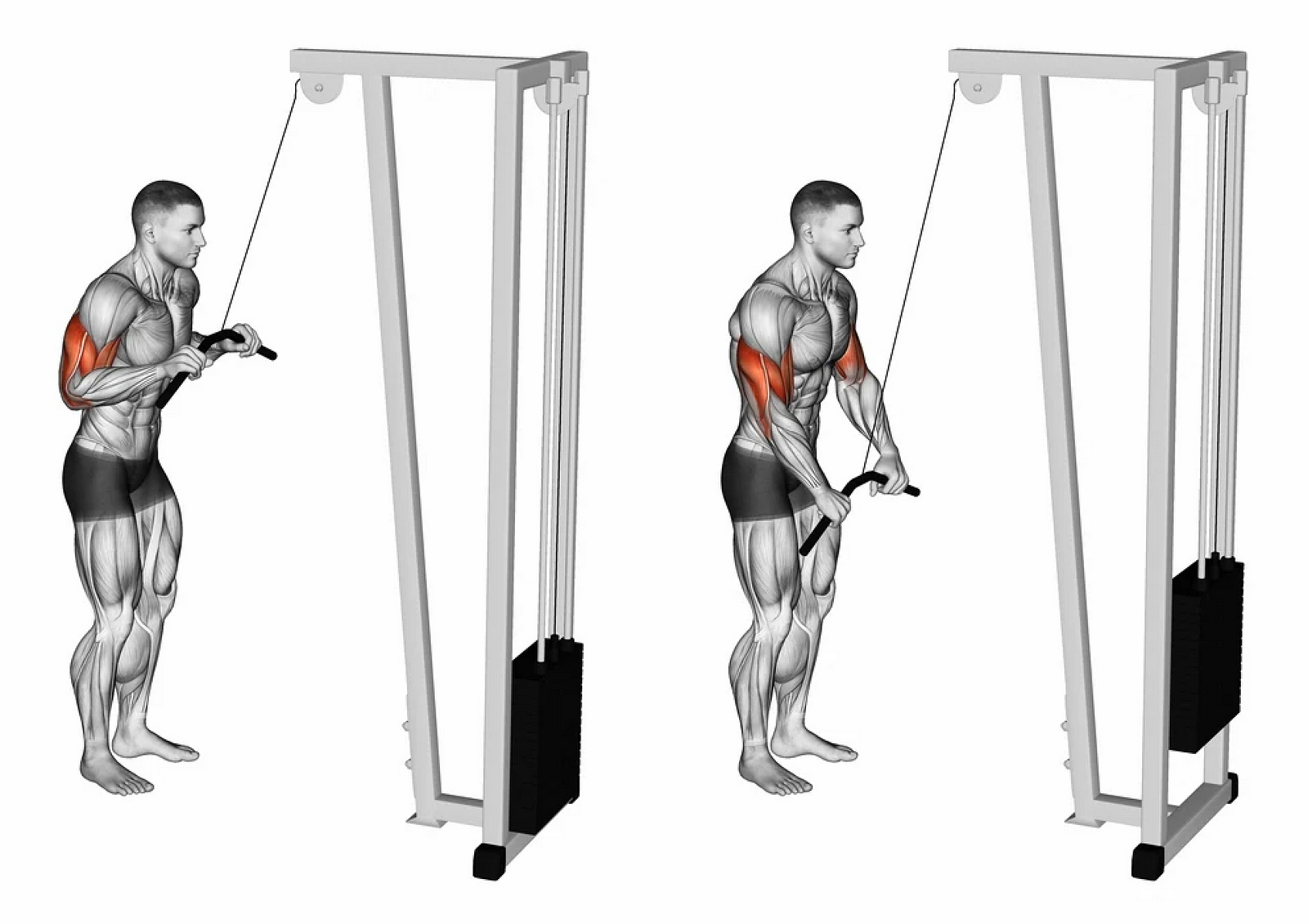 Illustration of a triceps cable pushdown, bar pushed from chest height down to the thighs, triceps highlighted