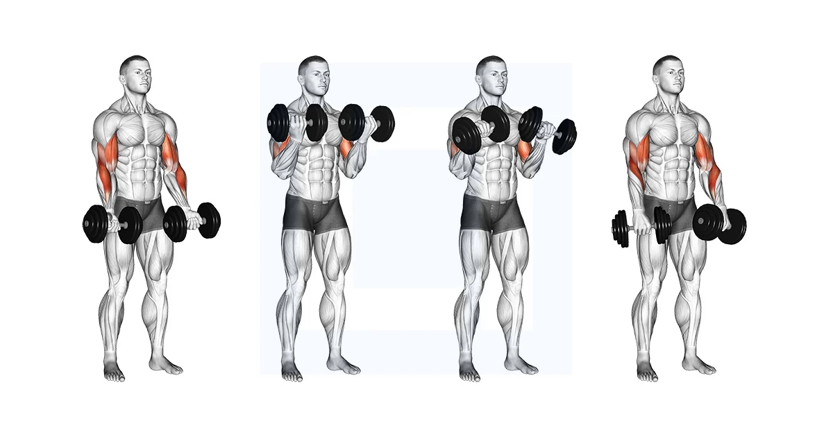 Mastering the Zottman Curl: Your Ultimate Guide to Arm Strength and Aesthetic Gains
