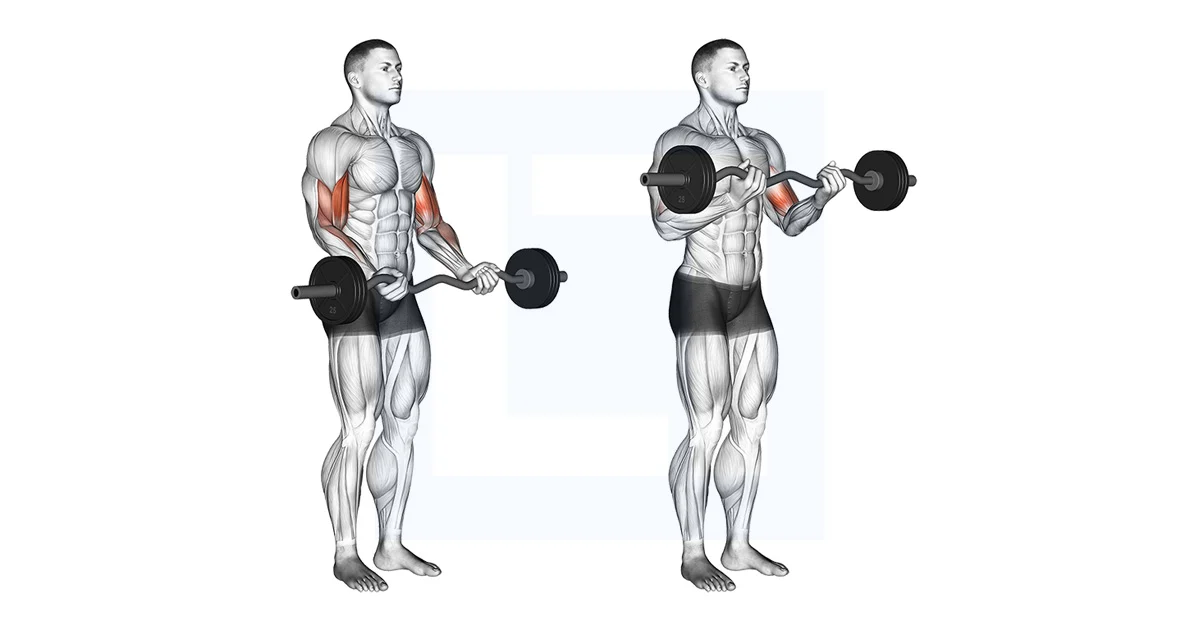Ultimate Guide to Perfecting Your Barbell Curl Technique for Maximum Gains